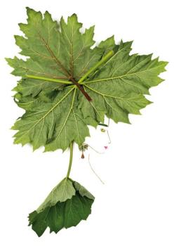 Postkarte Gartenblumen 116 (Medizinal-Rhabarber)