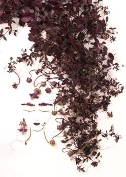 Postkarte Gartenblumen 144 (Glockenrebe)