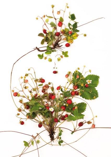 Postkarte Alpenblumen 108 (Walderdbeere)