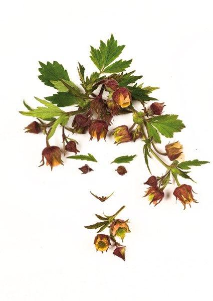 Postkarte Alpenblumen 125 (Bach-Nelkenwurz)